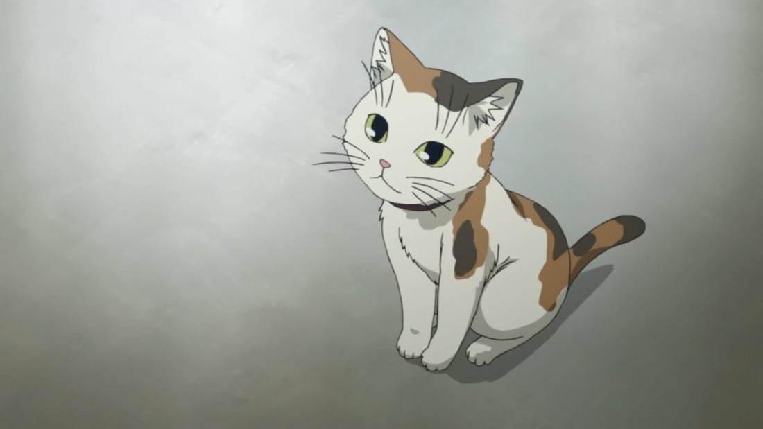 Top 50 Best Anime Cats [Most Popular of All Time]