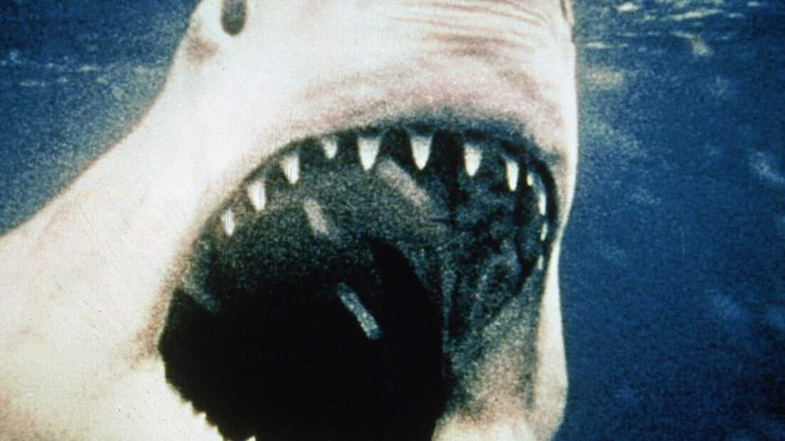 The Great White Shark (Jaws)