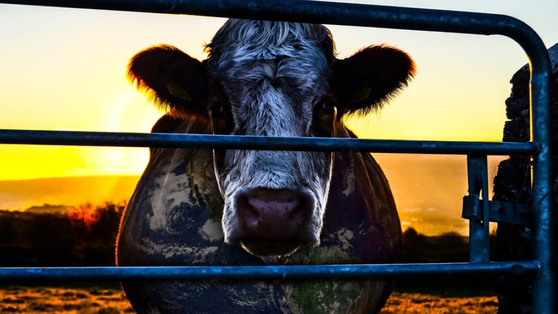 Cowspiracy: The Sustainability Secret (2014)