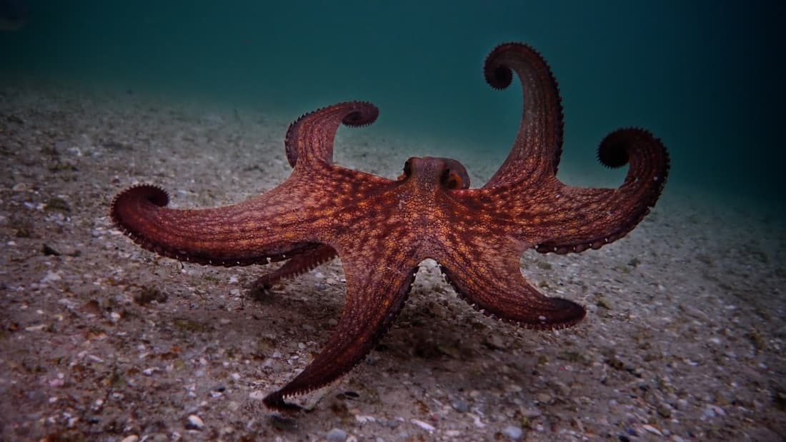 My Octopus Teacher (2020)