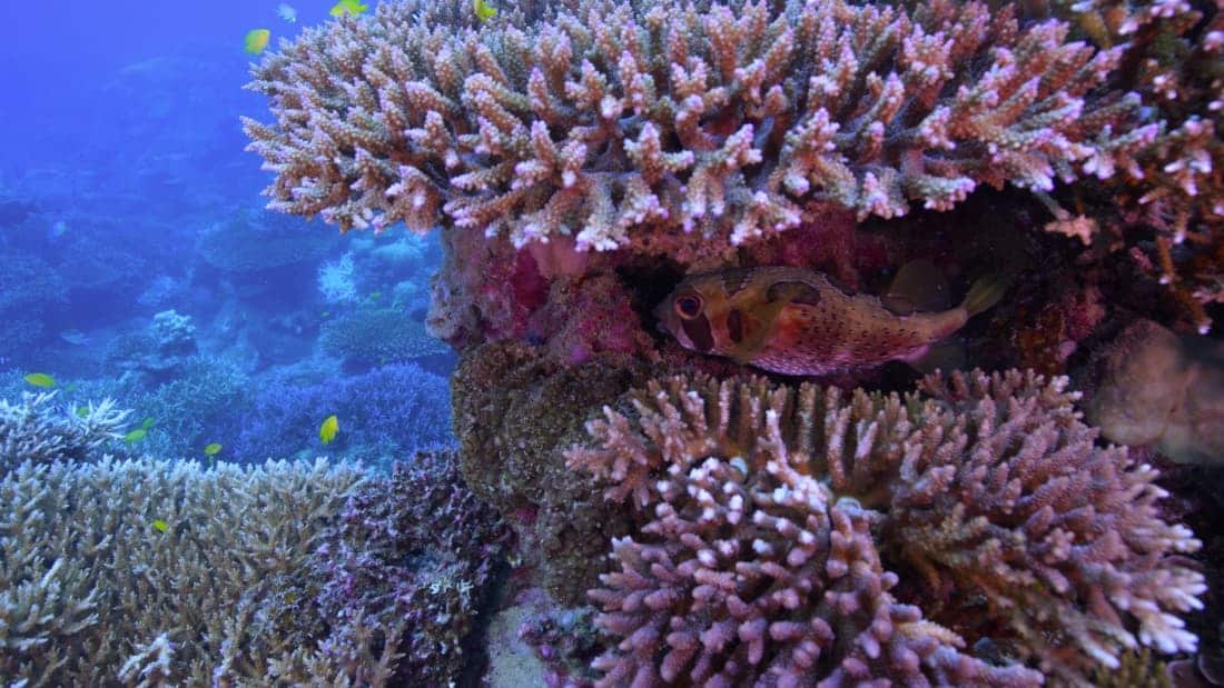 Chasing Coral (2017)