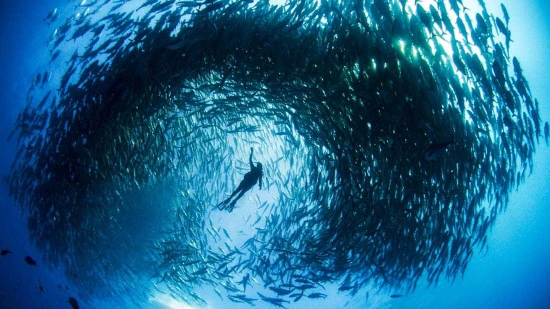 Mission Blue (2014)
