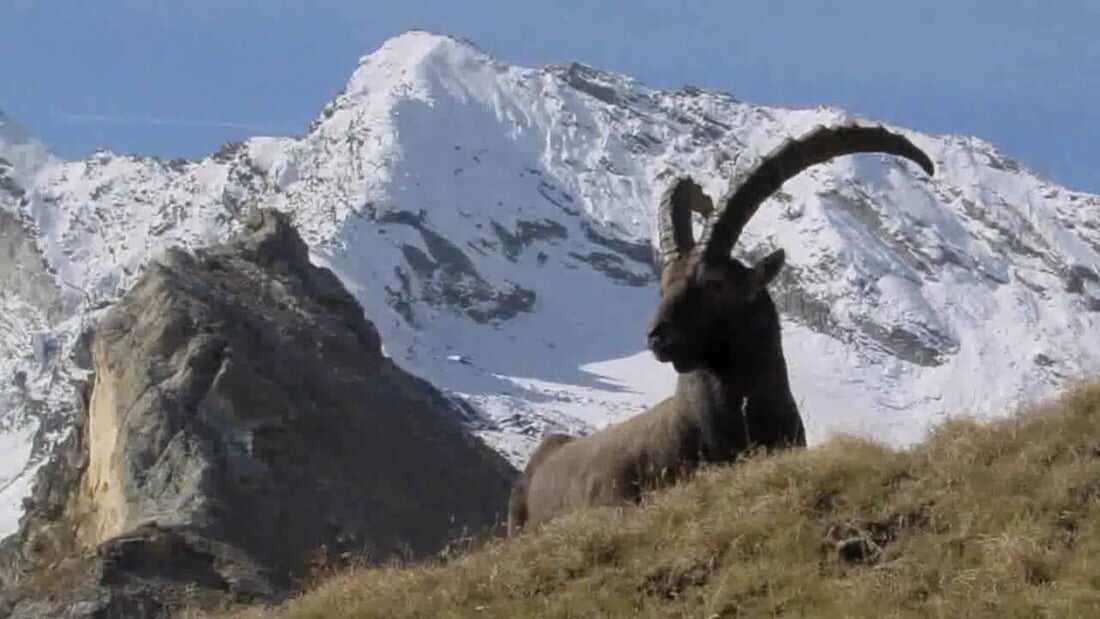 Gran Paradiso (2000)