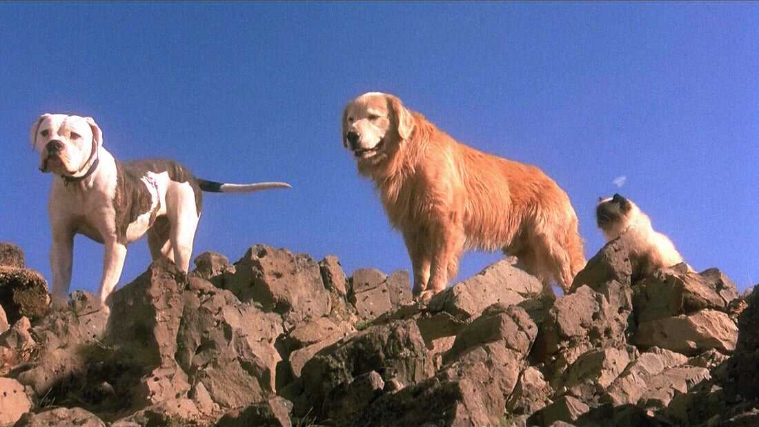 homeward bound: the incredible journey (1993)