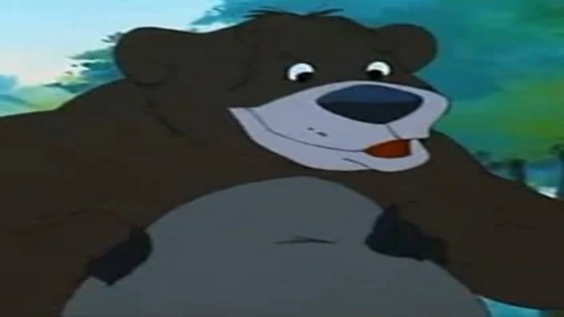 McCoy The Bear