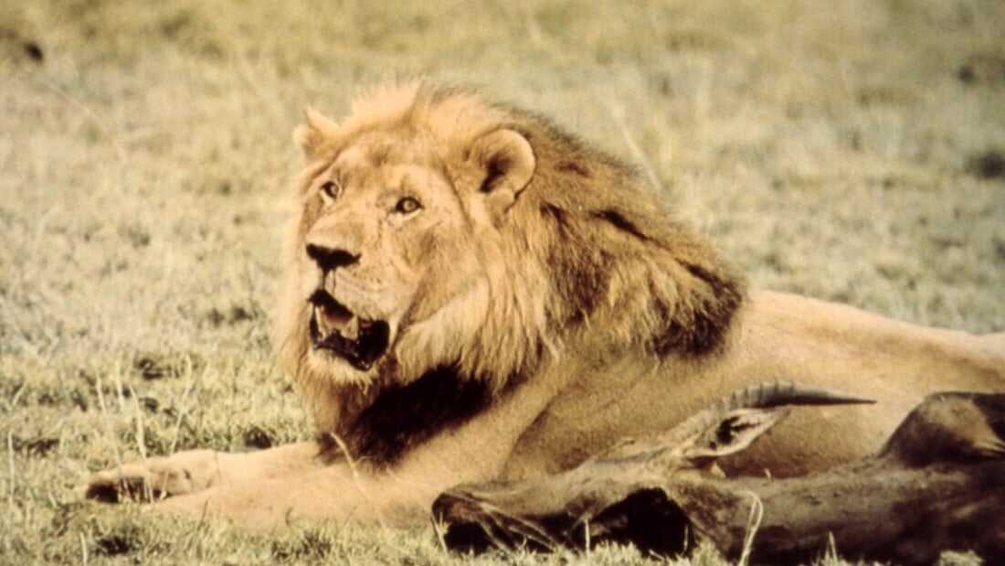 The African Lion (1955)