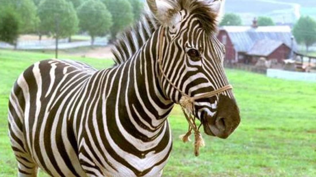 Racing Stripes (2005)