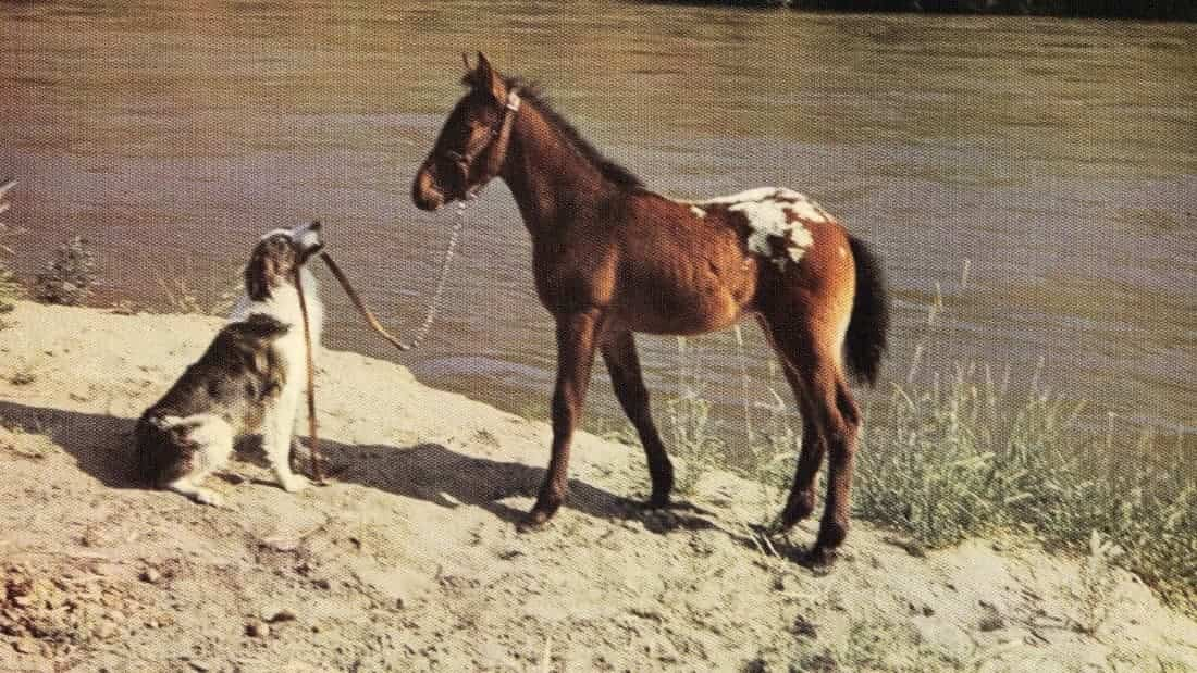 Run, Appaloosa, Run (1966)